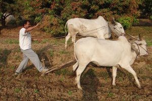 Campesino arando la tierra con la ayuda de dos bueyes en un entorno rural, representando el trabajo agrícola manual como rasgo característico de una sociedad preindustrial basada en la economía de subsistencia.
