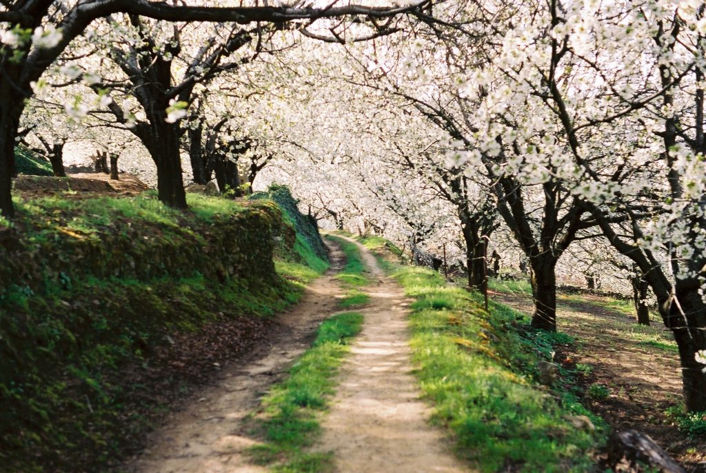 Cerezo en Flor en el Valle del Jerte