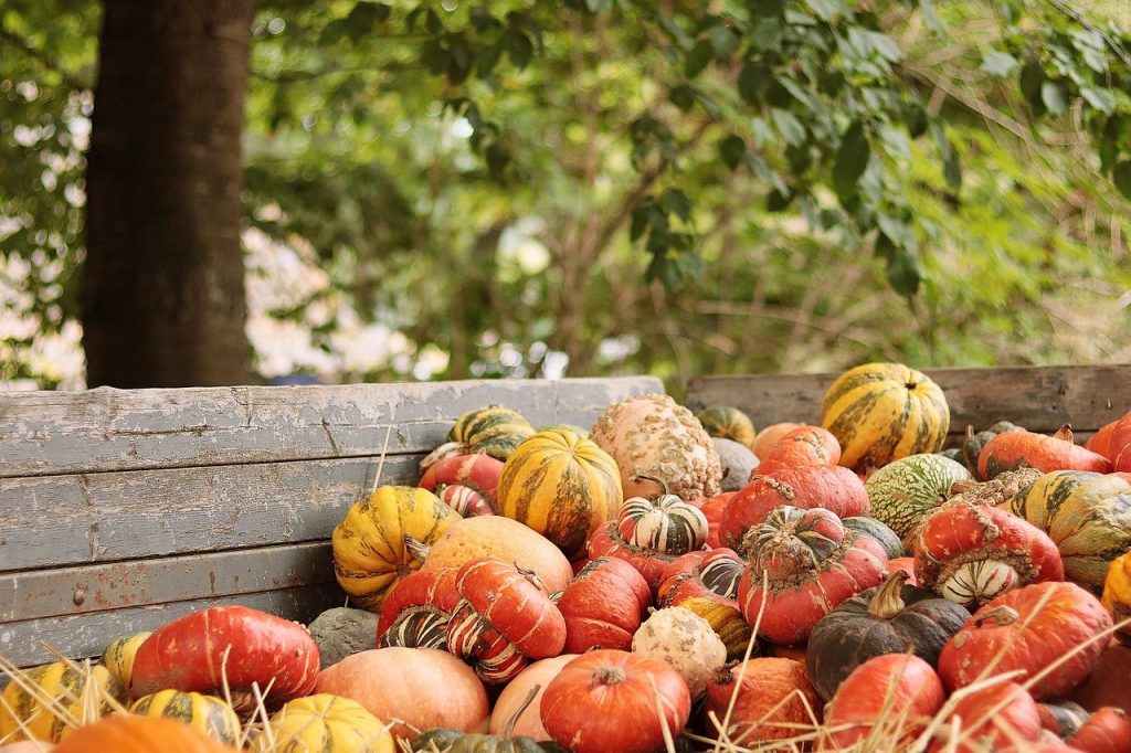 Maravillas Otoñales: Descubre las Calabazas, Desde Nutrición hasta Delicias Culinarias