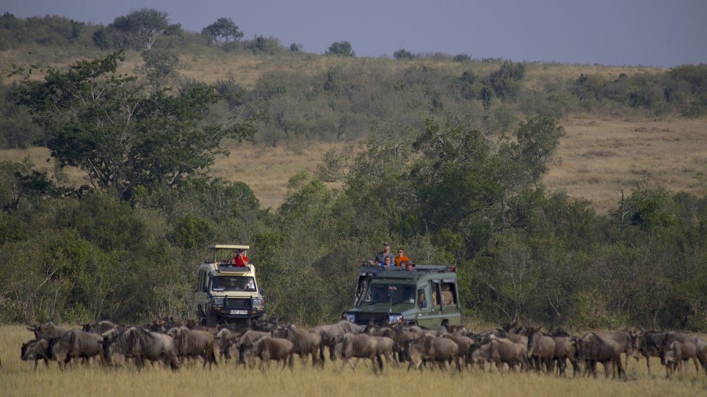 Safari con búfalos