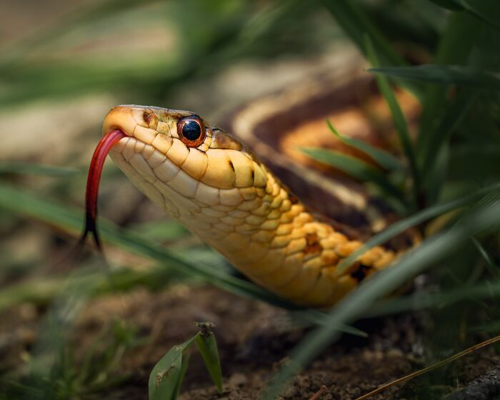 Las serpientes navegan usando su lengua