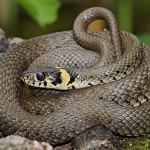 35 datos sobre las serpientes