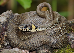 Serpiente común