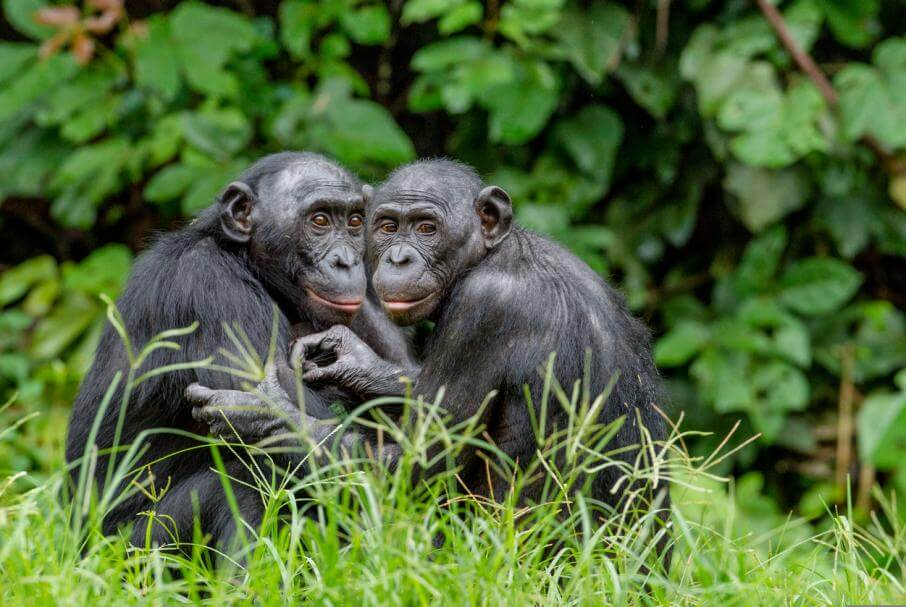 chimpancés abrazándose