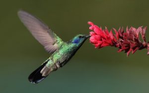 Colibrí en vuelo