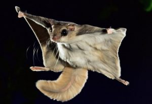 ardilla voladora