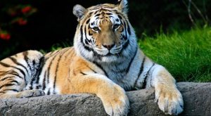 tigre de Amur