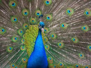 Pavo real