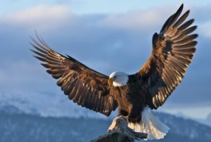 águila