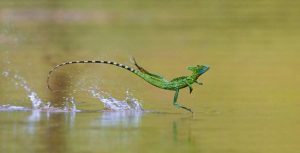 lagarto saltando sobre el agua