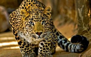 leopardo
