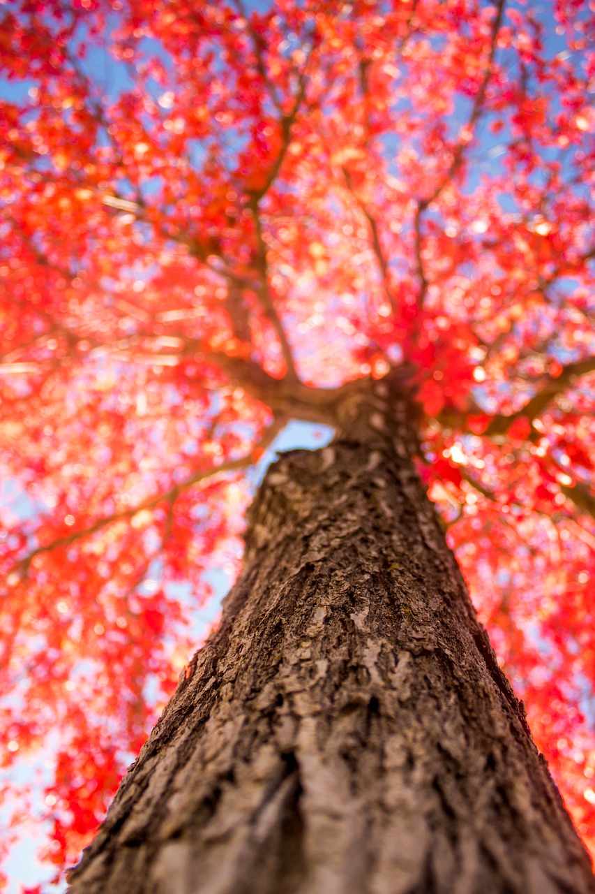 árbol arce