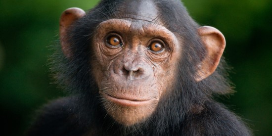 chimpancé