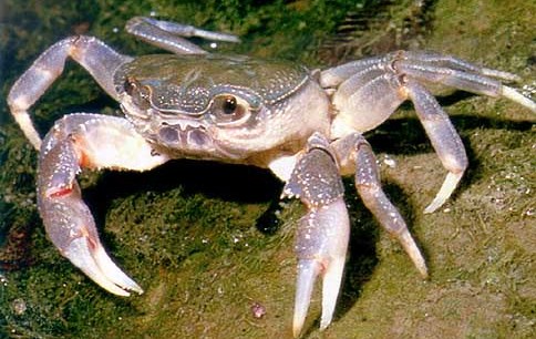 cangrejo