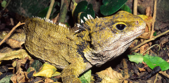 reptil