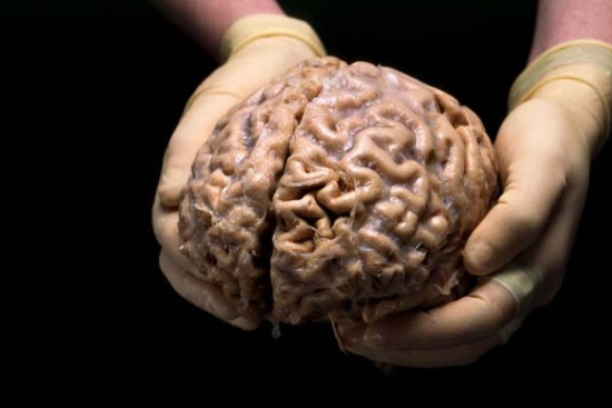 15-datos-interesantes-sobre-el-cerebro01.jpg