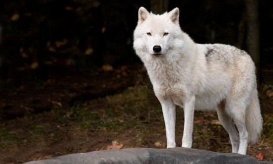 15-datos-interesantes-sobre-el-lobo-artico01.jpg