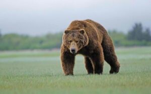 15-datos-interesantes-sobre-el-oso-pardo01.jpg