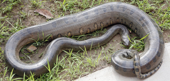15-datos-interesantes-sobre-las-anacondas01.jpg