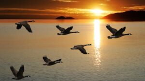 15-datos-interesantes-sobre-las-aves-migratorias01.jpg