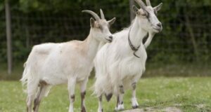 15-datos-interesantes-sobre-las-cabras01.jpg