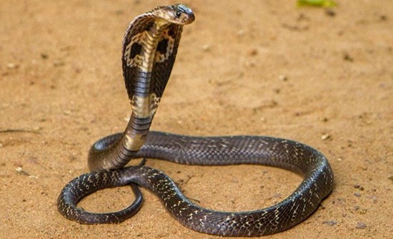 15-datos-interesantes-sobre-las-cobras01.jpg