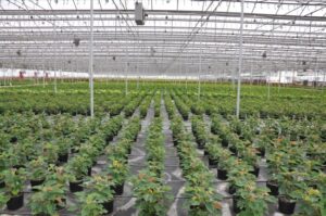 15-datos-interesantes-sobre-las-plantas-cultivadas01.jpg