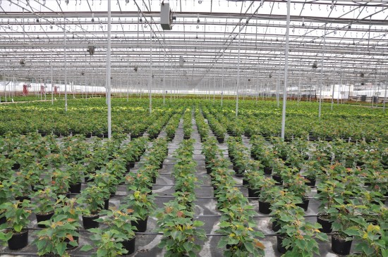 15-datos-interesantes-sobre-las-plantas-cultivadas01.jpg