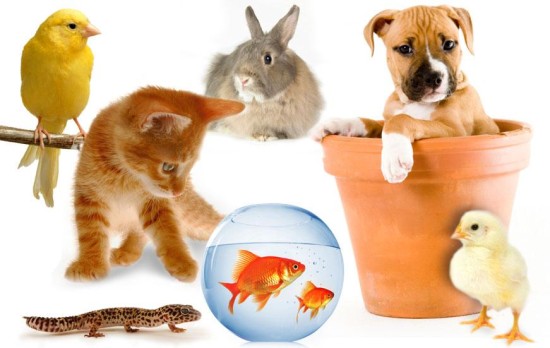 15-datos-interesantes-sobre-los-animales-domesticos01.jpg