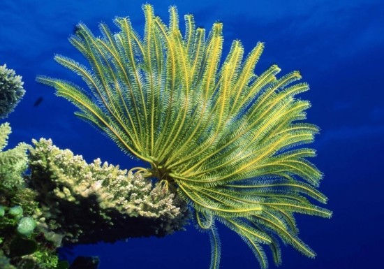15-datos-interesantes-sobre-los-crinoideos01.jpg