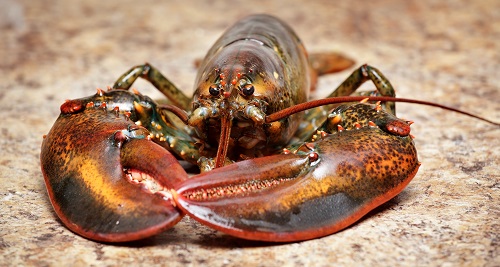 15-datos-interesantes-sobre-los-crustaceos01.jpg