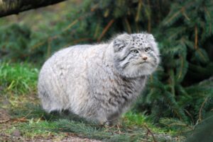 18-datos-interesantes-sobre-el-gato-de-pallas01.jpg