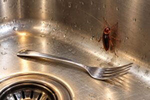 Cucaracha en fregadero de cocina junto a un tenedor ChatGPT puede cometer errores. Comprueba la información importante.